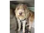 Adopt Buddy a Poodle, Mixed Breed