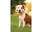 Adopt Ben a Hound