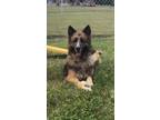 Adopt Bon a German Shepherd Dog, Mixed Breed