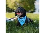 Adopt Daxter (In Foster) a Labrador Retriever, Spaniel