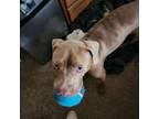 Adopt Brownie (In foster) a Pit Bull Terrier