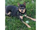 Adopt Burrito (In Foster) a Australian Kelpie, Mixed Breed