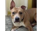 Adopt Harlow (In Foster) a Mixed Breed