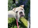 Adopt Brody a Boxer, Mixed Breed