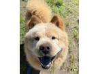 Adopt King a Chow Chow