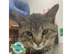 Adopt Bob a Domestic Short Hair