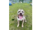 Adopt Bryce a Mixed Breed
