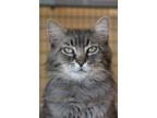 Adopt Baby Boy a Domestic Long Hair