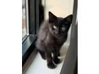 Adopt Noir a Domestic Short Hair