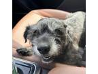 Adopt Leo Bigheart a American Staffordshire Terrier, Mixed Breed