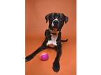 Adopt River a Boxer, Hound