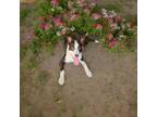 Adopt Reggie a Border Collie, Mixed Breed