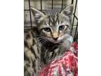 Adopt Hamilton a Domestic Short Hair, Tabby