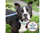 Adopt Phantom a Pit Bull Terrier
