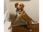 Adopt Rick a Labrador Retriever, Hound