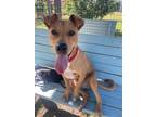 Adopt Russ a Pit Bull Terrier