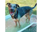Adopt Colby a Catahoula Leopard Dog, Mixed Breed