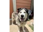 Adopt Buck`s Big Bulls Reserve a Husky, Mixed Breed