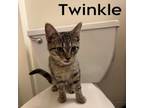 Adopt Twinkle a American Shorthair