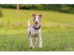 Adopt Blaze a Pit Bull Terrier