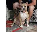 Adopt Fezzik a Pit Bull Terrier