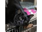 Adopt Ace a Domestic Short Hair