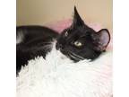 Adopt Isthmus a Domestic Short Hair