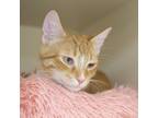 Adopt Cove a Domestic Short Hair