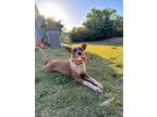 Adopt ACE a Beagle, Cattle Dog