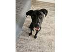 Adopt Johnny a Labrador Retriever, Pit Bull Terrier