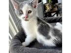 Adopt Lasso Kittens: Coach Beard a Domestic Short Hair