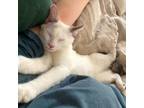 Adopt Big Love: Aaron a Siamese, Domestic Short Hair