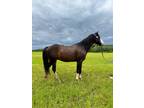 Flashy & Versatile Pony Gelding