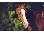AQHA/APHA for sale