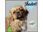 Adopt Shadow a Pekingese