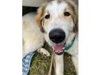 Adopt Jack a Great Pyrenees
