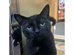 Adopt Mr Blackstar a Domestic Short Hair
