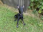 Adopt Goose a German Shepherd Dog