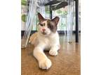 Adopt Stewart a Domestic Short Hair, Snowshoe