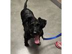 Adopt Hasbro a Schnauzer