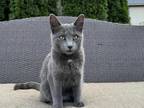 Russian Blue Kittens