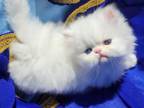Beautiful White Dollface Persian Male