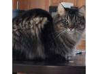 Adopt Cooter a Maine Coon, Domestic Short Hair