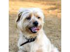 Adopt Theo a Norfolk Terrier