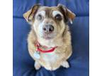 Adopt Snickers a Dachshund
