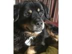 Adopt Rocco a German Shepherd Dog, Rottweiler