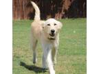 Adopt Sylvester A527 a Poodle, Labrador Retriever