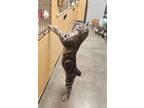 Adopt Hopscotch (available for pre-adoption) a Manx