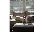 Adopt Rascal a American Eskimo Dog, Shepherd