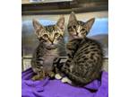 Adopt Prius 5 a Domestic Short Hair